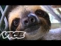 Baby Sloth Sanctuary In Costa Rica! | The Cute Show