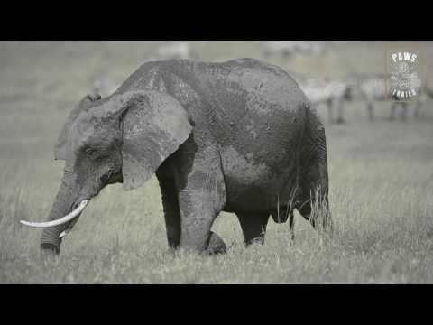 Mara Elephant Mud Bath