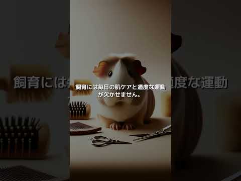 ボールドウィンギニアピッグ