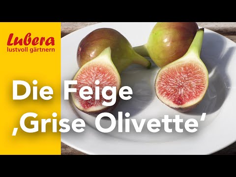 The fig 'Grise Olivette': Robust variety with aromatic, shiny figs