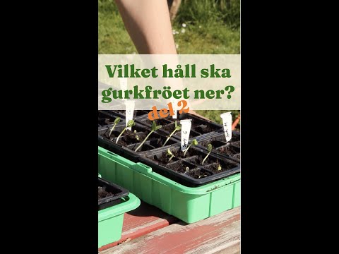 Så gurka på bästa sätt. Vilket håll ska gurkfröet i?  del 2 - Trädgårdshacks med GardenR