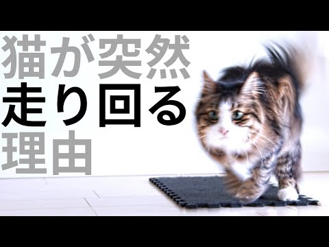 狂ったように走る猫:原因と解決策