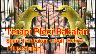 Download lagu TERAPI SUARA UNTUK PLECI BAKALAN  TEMBAKAN PLECI   CALL BETINA mp3
