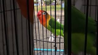 Download lagu suara burung lovebird muka merah@D.Hewan. #kicauan#burung#lovebird#duniahewan#burungcantik#shots mp3 Download lagu suara burung lovebird muka merah@D.Hewan. #kicauan#burung#lovebird#duniahewan#burungcantik#shots mp3