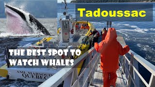 Tadoussac | Best Place to Watch Blue Whales, Humpback Whales, Minke Whales, Beluga Whales and Seals
