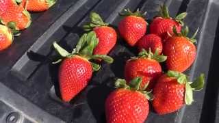 preview picture of video 'Live from the Fields: Strawberries. Oxnard, CA'