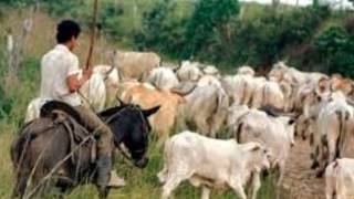 PELAO DE RANCHO DISTINTOS DE TIERRA CALIENTE