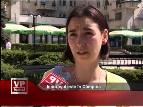 Iepuraşul este în Câmpina