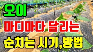 오이 폭풍성장 앞으로 이렇게만하면 마디마다 주렁주렁 달립니다.