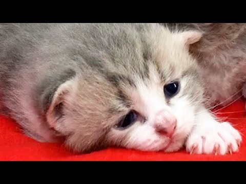 A hungry kitten meows and calls his mother to feed him / 20 ...