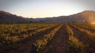 preview picture of video 'Vendimia de Vino Mexicano • Time-Lapse en Valle de Guadalupe'