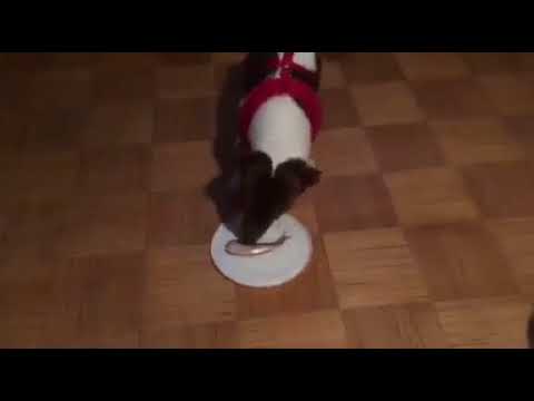 DOG vs Surströmming - New level!!!