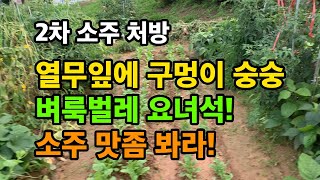 열무잎을 갉아 먹는 벼룩벌레 2번째 소주와 물을 섞어 뿌려줬습니다.
