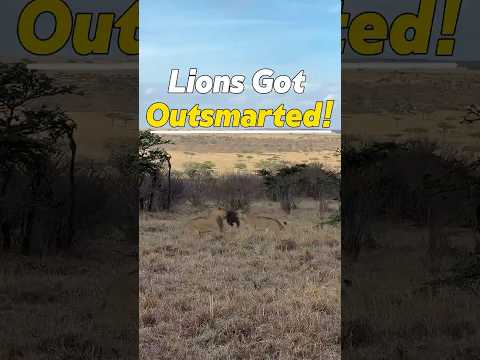 Seven Lions Couldn't Catch These Baboons! #Lions #Baboons #WildlifeDrama