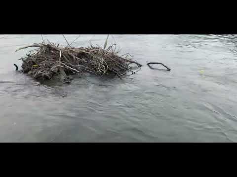 Early run #white spring salmon. Vedder canal ( One Last Cast )