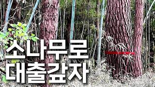 대출 끼고 산 임야에서.. 3천만 원짜리 소나무가 나왔습니다