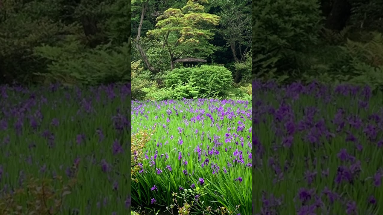 YouTube Short thumbnail