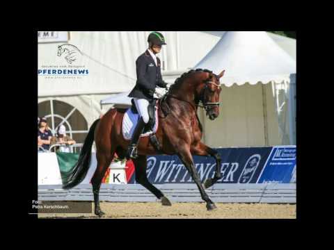 Hannoveraner Hengst von Barclay / Davignon I for sale