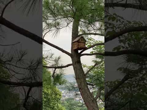 鳥の好きな色は何ですか?巣箱に使うのはどれでしょうか？羽の生えた鳥を惹きつける7つの色合いをご紹介します。  庭園