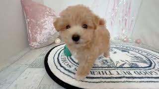 ハーフ犬の動画01