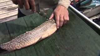 preview picture of video 'Pike Filleting'