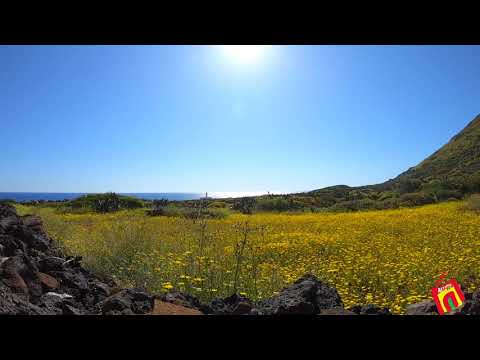 Linosa Island, timelapse Lighthose and yellow flowers