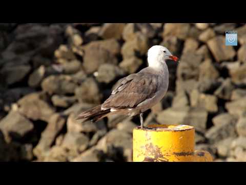 Check us out! CEDO Intercultural