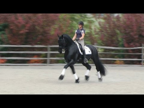 Markus v.d. Oergong at Iron Spring Farm - SOLD!