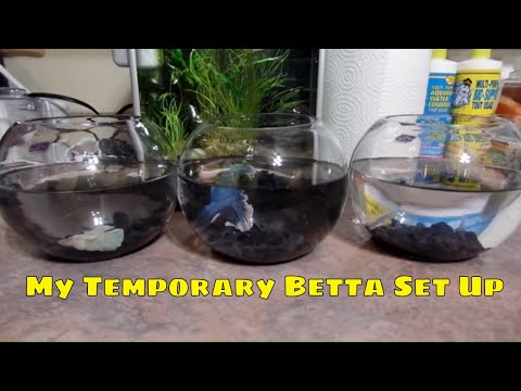 My Three New Bettas