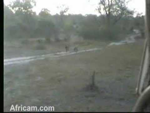 3 Hyenas Fly By at Nkorho 05/12/08