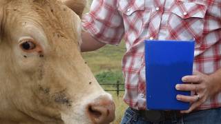 Ash Grove, Mo., cattle producer reacts to Trump’s beef waiver plan