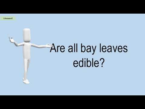 download lagu mp3 mp4 Are Bay Leaves Edible, download lagu Are Bay Leaves Edible gratis, unduh video klip Are Bay Leaves Edible