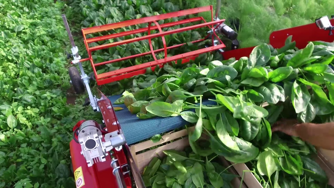 Baby Leaf/ Greens Harvester In Action