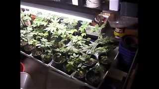 High Times: Read! Set! Grow! II *420* How to grow Marijuana