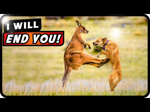 Why Kangaroos Hate Dogs: The Surprising Reasons Behind Their Clash! | Absolute Nature