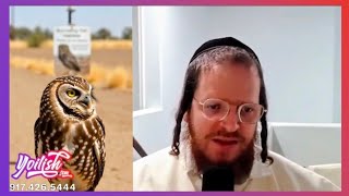 התושבים הכי מגניבים של קאסה גרנדה חיים מתחת לאדמה 🦉