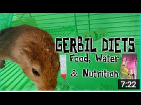 GERBIL DIETS; Food, Water & Nutrition