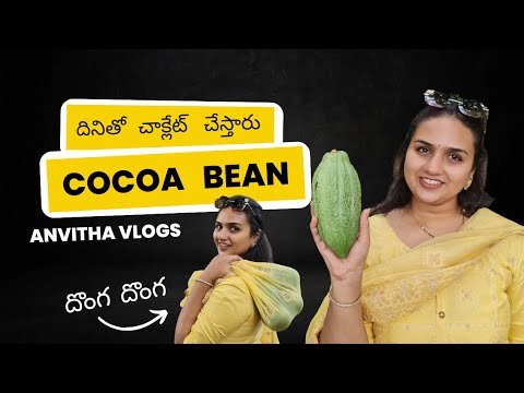 I Made a theft at the cocoa farm - Anvitha Vlogs