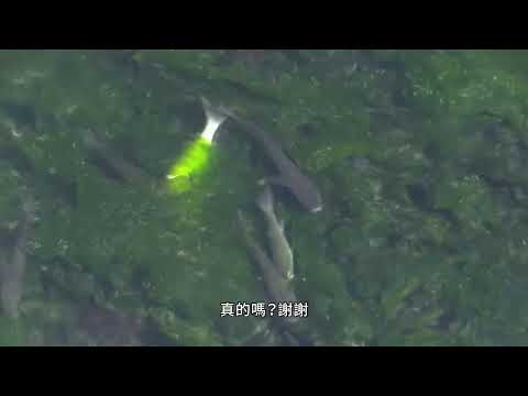 在水中 in water ｜ 預告 Trailer