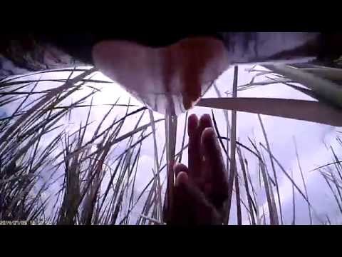 DLG saved by the cattails