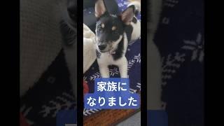 出会ってくれてありがとう#保護犬#犬のいる暮らし