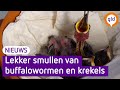 Deze jonge koolmeesjes zijn gered van de dood in Nijmegen