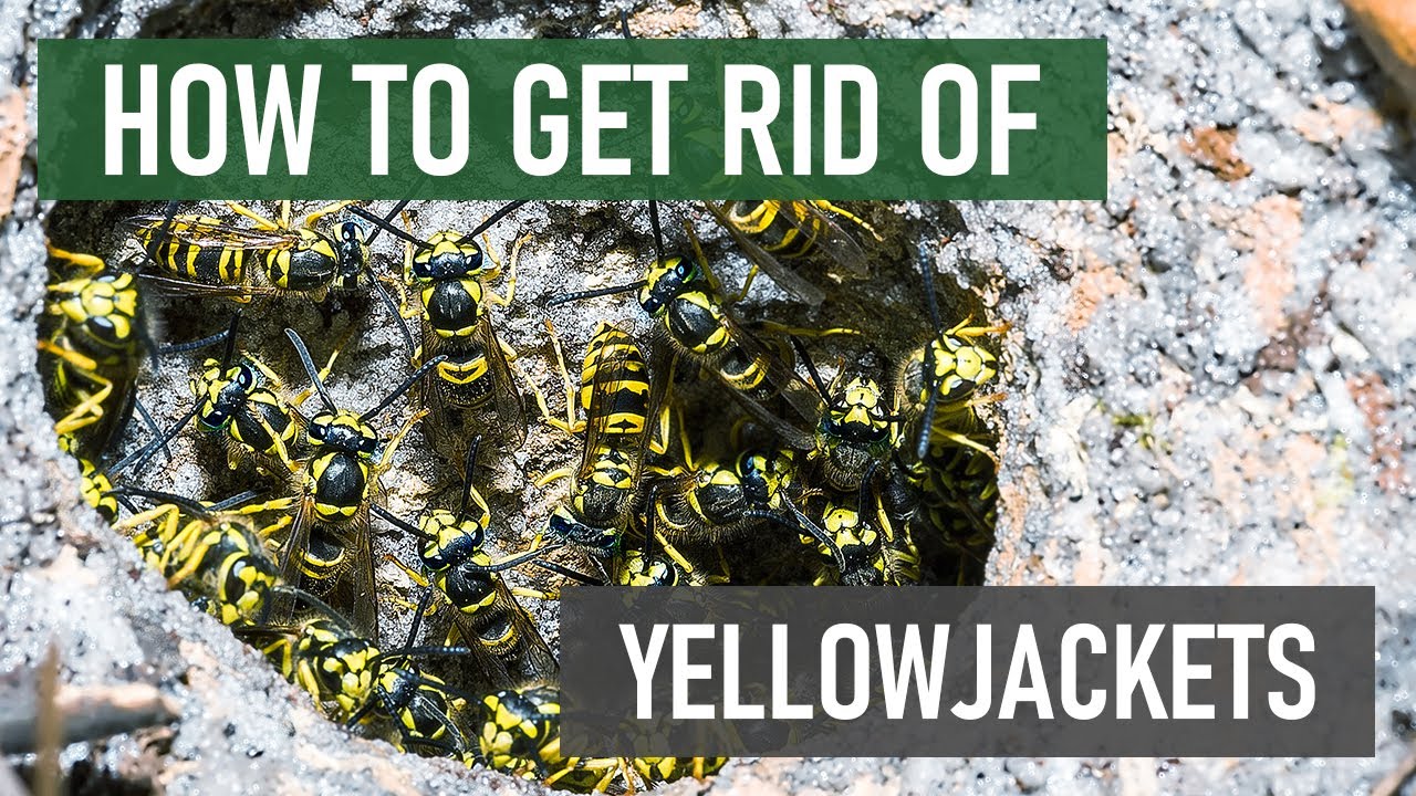 How To Get Rid of Yellowjackets | DIY Yellowjacket Control Products