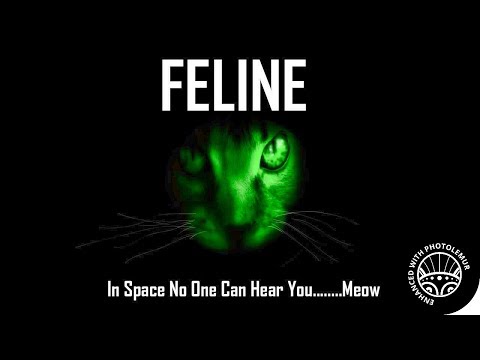 FELINE by Killahawke1 - CREEPYPASTA
