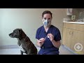 How To Give Insulin To Your Dog At Home Dog Diabetes Injection Tutorial