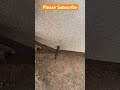 How To Do Furniture Working Furniture Wood Wheelsaw Woodworking Sawblade Tablesaw Woodstool