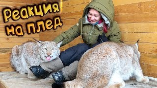 РЕАКЦИЯ РЫСЕЙ НА ПЛЕД