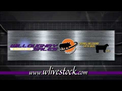 Willoughby Sheep Sales
