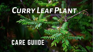 Curry Leaf Plant Care Guide -  Sweet Neem - Kari Patta - Murraya Koenigii  - Curry Leaf Tree