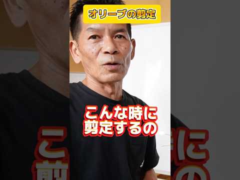 フクシアの剪定方法は？植物が実際に再び成長できるようにするには、いつ剪定する必要がありますか?  庭園